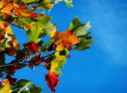 Bladeren in rode, gele en groene kleuren aan boom